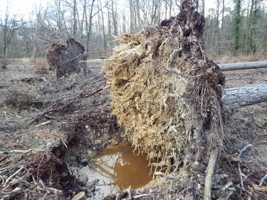 La forêt de Longuenée temporairement fermée après un violent coup...