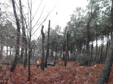 Forêt de Longuenée : réouverture partielle seulement sur les sentiers