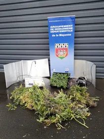 Bazougers. Contrôlé au volant, il cultivait une cinquantaine de...