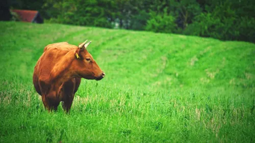 Ombrée d'Anjou. La semaine de l'agriculture est lancée