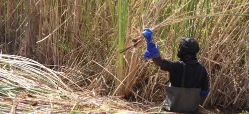 En Mauritanie, une plante nuisible devient source dâ??Ã©nergie