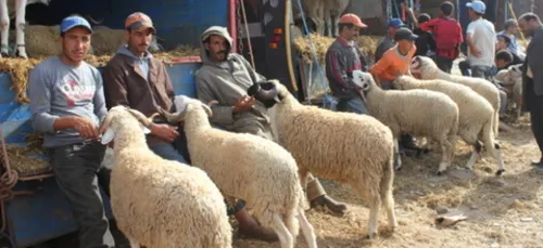 AÃ¯d el adha: 46 communes retenues Ã  Alger pour la vente du mouton