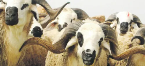 Maroc : Aid al Adha: Les moutons se vendent aussi sur internet