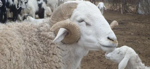 AÃ¯d al-Adha 2015 : combien d'abattoirs agrÃ©Ã©s cette annÃ©e en...