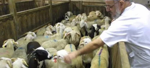 Le gouvernement franÃ§ais confirme la lÃ©galitÃ© de lâ??abattage...