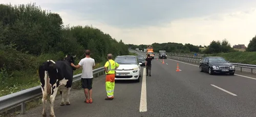 Une vache en divagation percutée sur la rocade de Vire !