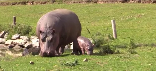 Port-Saint-Père : quel nom pour le dernier-né hippopotame du parc...