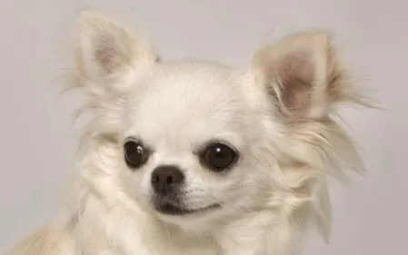 Une Nantaise refuse d'acheter un tapis, le vendeur lui vole son...