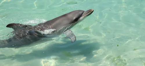 Planète Sauvage : mobilisation contre les conditions de vie des...