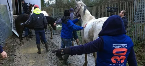 Vendée : au moins 100 chevaux maltraités secourus ce lundi