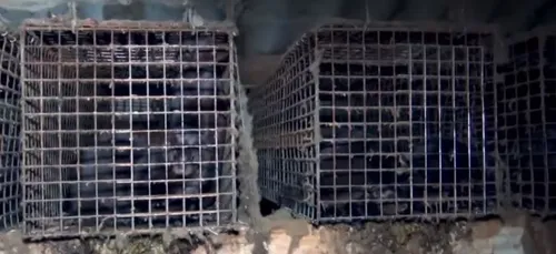L214 publie une vidéo choc sur un élevage de visons en Vendée
