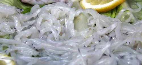 Grand Ouest : un trafic international de civelles démantelé