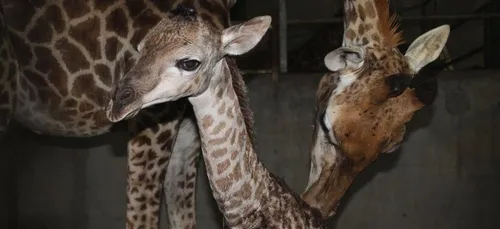 Un girafon est décédé à Planète Sauvage