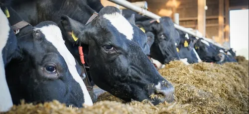 140 animaux secourus à Saint-Etienne-de-Montluc