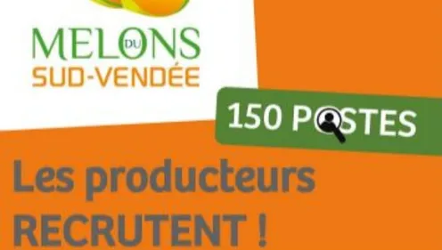 En Vendée, la filière du melon recrute toujours !