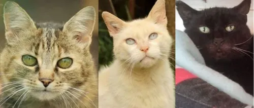 Quiberon : élan de solidarité après la mort de trois chats dans un...