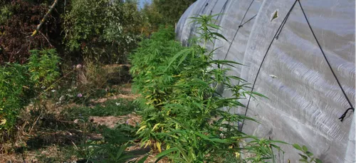 Ils cultivaient du cannabis près de Nantes : trois frères arrêtés