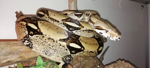 Le boa perdu entre Saint-Lyphard et Guérande a été retrouvé vivant