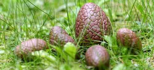 La fête du chocolat ce weekend à la Baule