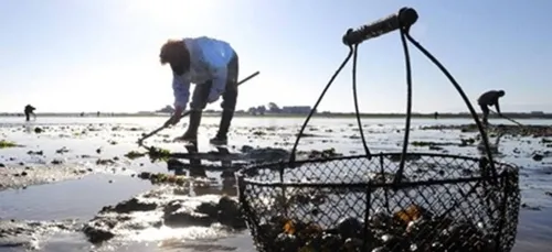 Loire-Atlantique : la pêche des coquillages interdite d'Assérac à...
