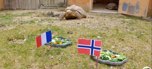 Mondial féminin : à Planète Sauvage, la Tortue Ariane de retour...