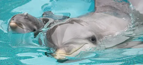 Port-Saint-Père : un dauphin est né à Planète Sauvage