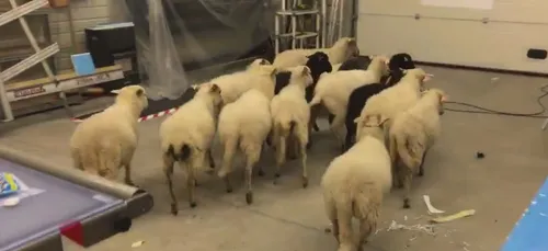 Des moutons investissent par surprise une entreprise de la...