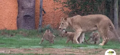 Port-Saint-Père : quatre lionceaux sont nés à Planète Sauvage