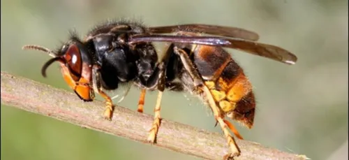 Un septuagénaire meurt, piqué par des frelons asiatiques