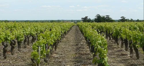Nantes : Début des vendanges de muscadet