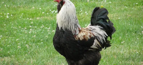 La France relève le niveau de risque sur la grippe aviaire