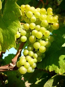 Les vendanges, c'est pour lundi
