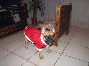 Chien perdu à Haute Goulaine