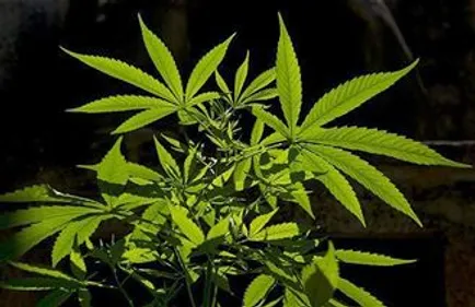 61 plants de cannabis découverts dans un appartement de Saint-Nazaire