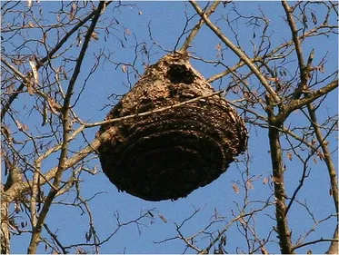 Le nombre de nids de frelons asiatiques explose !