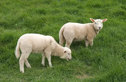 60 animaux dérobés dans une exploitation de Couëron !