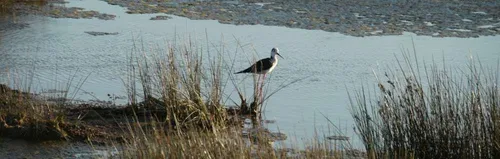Guérande Environnement se prononce sur Notre Dame des Landes