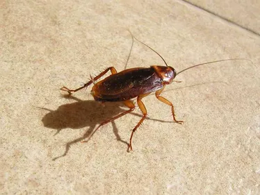 Un cafard découvert dans un sandwich à Machecoul !