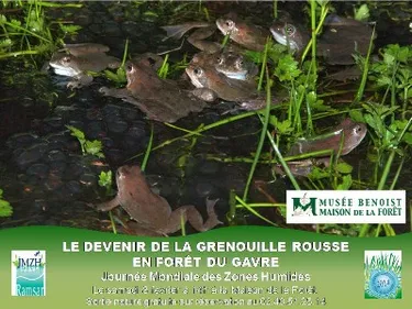 Le devenir de la Grenouille rousse en forêt du Gâvre