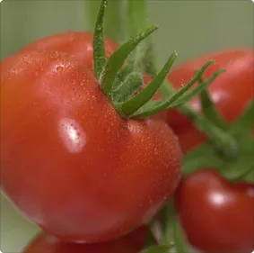Des tomates et des concombres place du Commerce à Nantes !