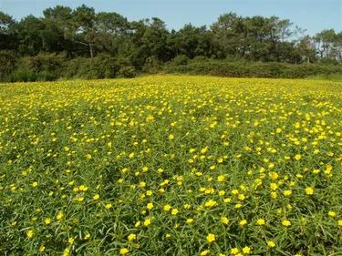 Nouvelle campagne d'arrachage de la jussie au Lac de Grandlieu