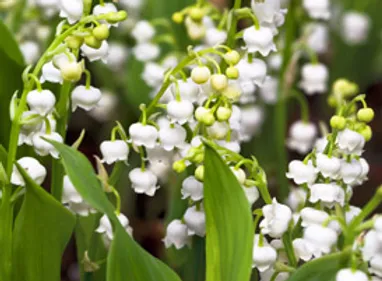 Muguet nantais : 4 500 offres à pourvoir pour la saison !