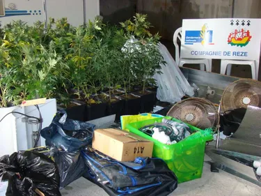 Treize mois de prison ferme pour le cultivateur de cannabis de...