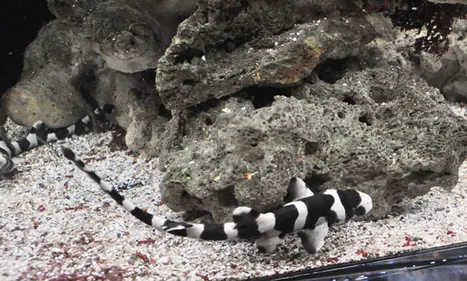 A l'Océarium du Croisic, des petits requins sont sortis de leurs...