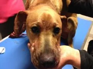 Chien égorgé à Sion les Mines : le témoignage de l'association...