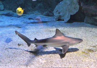 8 requins gris sont nés dans la nuit de mardi à mercredi à...