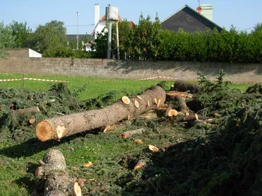Saint-Nazaire : Natur'action combat l'abattage d'arbres en période...