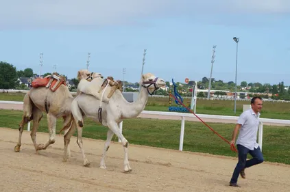 Une course de dromadaires en juillet à l'hippodrome de Pornichet !