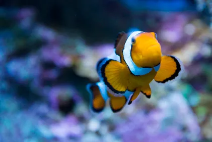 L'Océarium du Croisic plébiscité par les voyageurs du site TripAdvisor