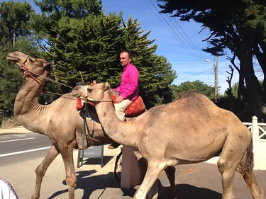 Pornichet : Les dromadaires sont dans la ville pour le championnat...